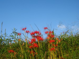 秋棚田彼岸花1