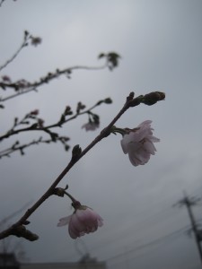 不断桜