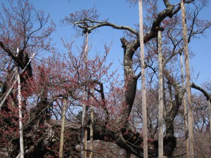 3.20神代桜