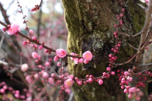 北野天満宮2011.3.11