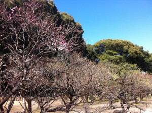 縮景園2013.2.20