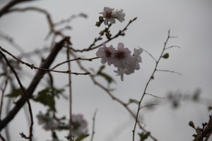 不断桜2013.10